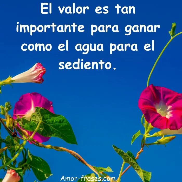 Frases imágenes de buenos días 