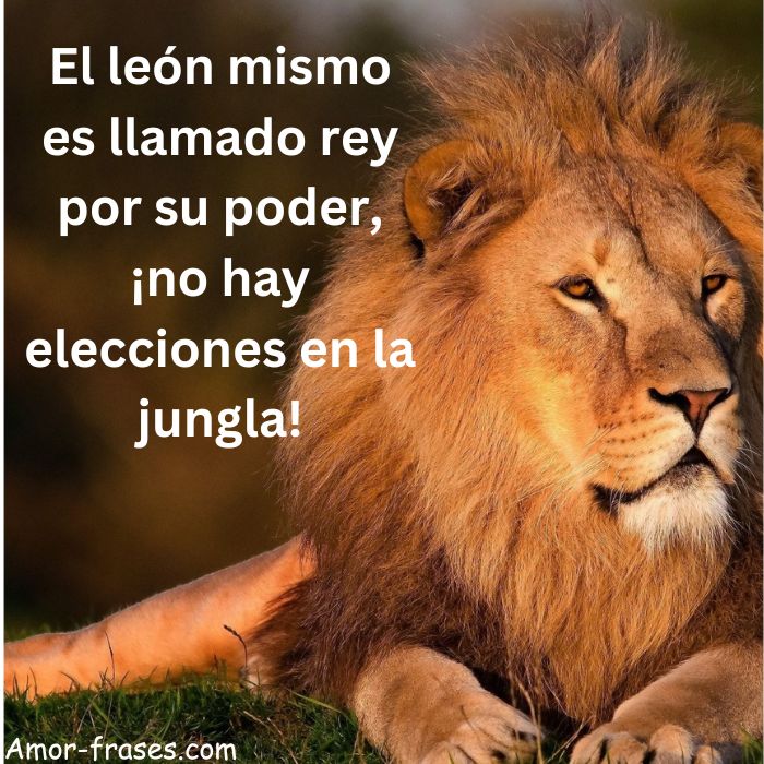 El león mismo es llamado rey por su poder, ¡no hay elecciones en la jungla!