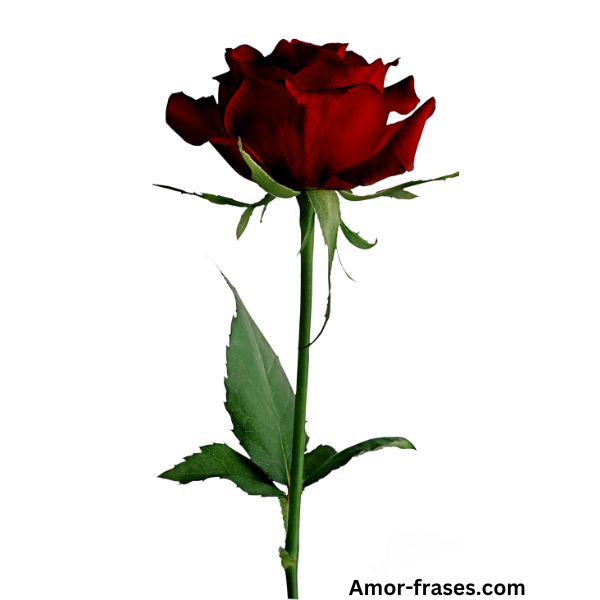 hermosas imágenes de una sola rosa roja, fondo de pantalla de fotos para descargar y compartir