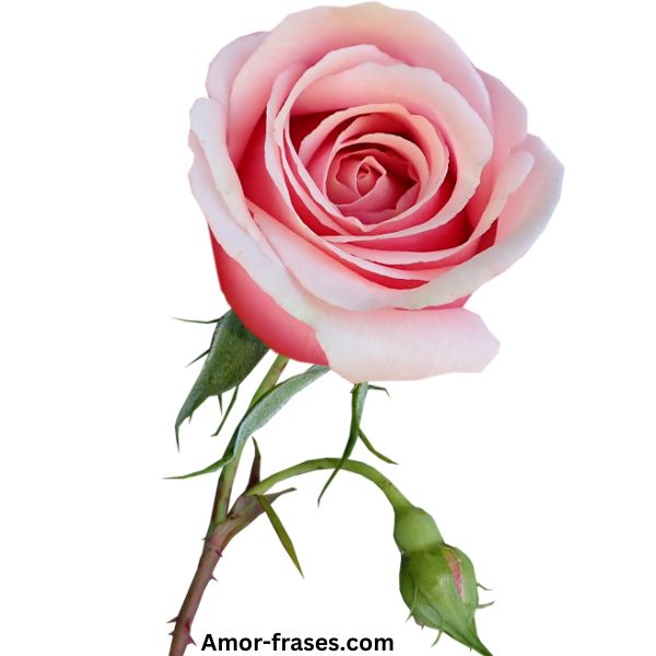 Fondo de pantalla de fotos de hermosas imágenes de una sola rosa rosa para descargar y compartir