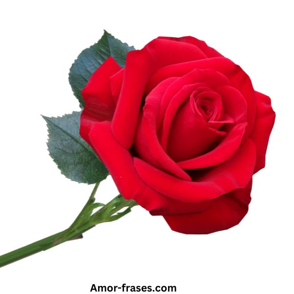 Fondo de pantalla de fotos con hermosas imágenes de una sola rosa roja para descargar y compartir