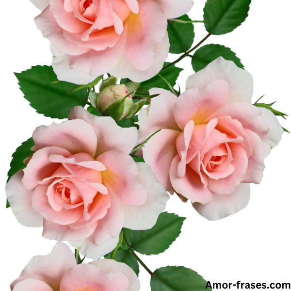 hermosas imágenes de rosas rojas fotos fondo de pantalla para descargar y compartir