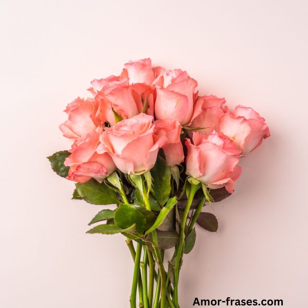 hermosas imágenes de rosas rosadas de ramos de rosas fotos fondo de pantalla para descargar y compartir