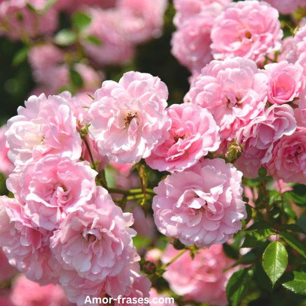 hermosas imágenes de rosas rosadas de ramos de rosas fotos fondo de pantalla para descargar y compartir