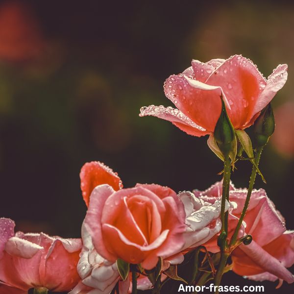 hermosas imágenes de rosas rojas de ramos de rosas fotos fondo de pantalla para descargar y compartir