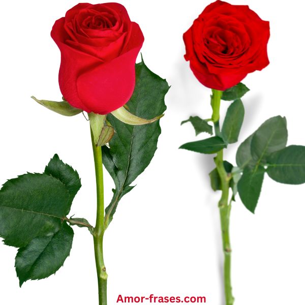 hermosas imágenes de rosas rojas fotos fondos de pantalla para descargar y compartir