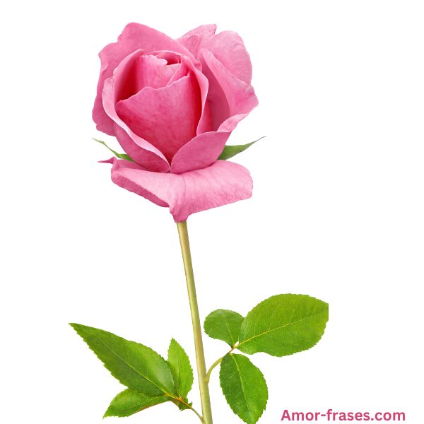hermosas imágenes de rosas rosadas fotos fondos de pantalla para descargar y compartir