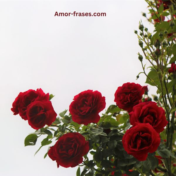 hermosas imágenes de rosas rojas fotos fondos de pantalla para descargar y compartir
