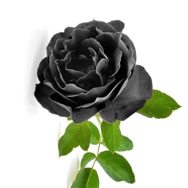 hermosas imágenes de rosas negras fotos fondo de pantalla para descargar y compartir en WhatsApp