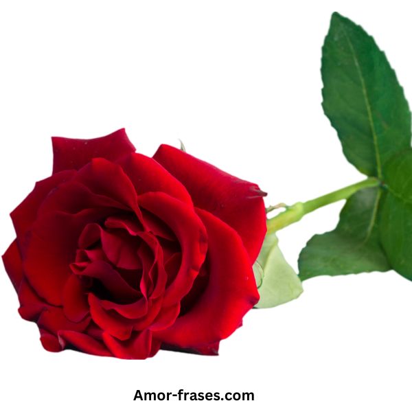hermosas imágenes de rosas rojas fotos fondo de pantalla para descargar y compartir en WhatsApp