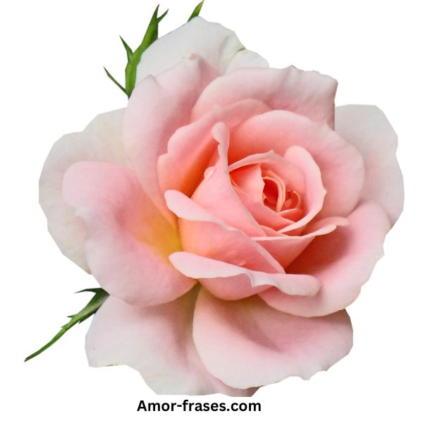 Hermoso fondo de pantalla de fotos con imágenes de una sola rosa blanca para descargar y compartir en WhatsApp