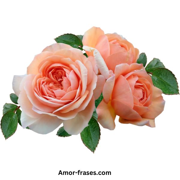 Fondo de pantalla de fotos con hermosas imágenes de rosas rosadas para descargar y compartir en WhatsApp