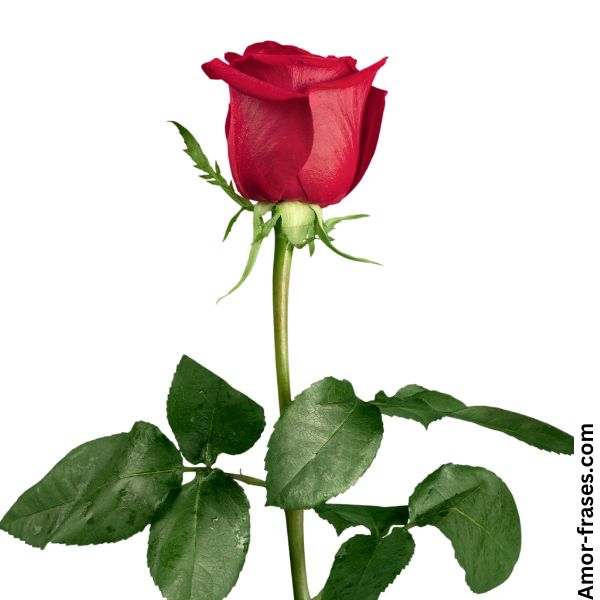 hermosas imágenes de una sola rosa roja, fondo de pantalla de fotos para descargar y compartir