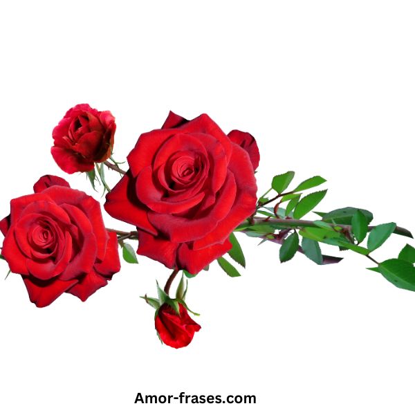 hermosas imágenes de rosas rojas fotos fondo de pantalla para descargar y compartir en WhatsApp