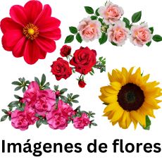 Imágenes de flores